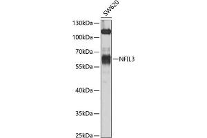 Western blot analysis of extracts of SW620 cells, using NFIL3 antibody (ABIN6128337, ABIN6144565, ABIN6144567 and ABIN6223126) at 1:1000 dilution. (NFIL3 antibody  (AA 133-462))