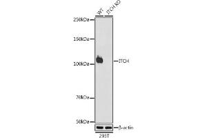 Western blot analysis of extracts from wild type (WT) and ITCH knockout (KO) 293T cells, using ITCH antibody (ABIN7268032) at 1:1000 dilution. (ITCH antibody)