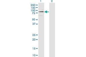 ODF2 antibody  (AA 706-804)