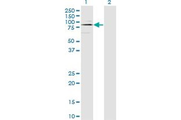 ODF2 antibody  (AA 706-804)