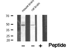 Western blot analysis of extracts of various tissue sample,using NDF2 Antibody . (NEUROD2 antibody  (Internal Region))
