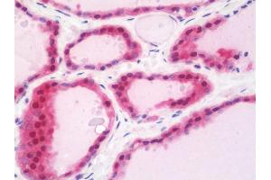 Anti-TPMT antibody IHC staining of human thyroid. (TPMT antibody  (HRP))