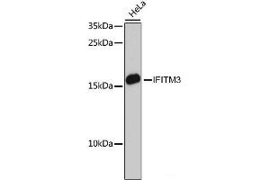 Western blot analysis of extracts of HeLa cells using IFITM3 Polyclonal Antibody at dilution of 1:3000. (IFITM3 antibody)