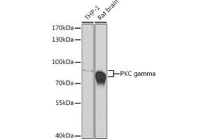 Western blot analysis of extracts of various cell lines, using PKC gamma antibody (ABIN6133857, ABIN6146206, ABIN6146207 and ABIN6223918) at 1:500 dilution. (PKC gamma antibody)