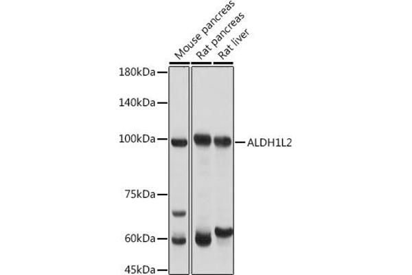ALDH1L2 抗体  (AA 280-480)