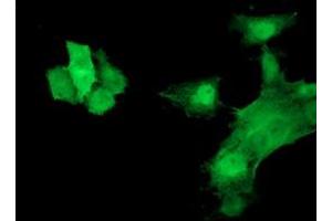 Anti-HSPB7 mouse monoclonal antibody (ABIN2453834) immunofluorescent staining of COS7 cells transiently transfected by pCMV6-ENTRY HSPB7 (RC202861). (HSPB7 antibody)