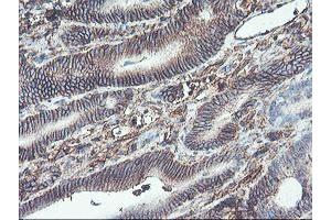 Image no. 5 for anti-Neuroplastin (NPTN) antibody (ABIN1499811)