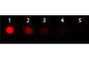 Dot Blot of Donkey anti-Goat IgG Antibody Phycoerythrin Conjugated. (Donkey anti-Goat IgG Antibody (PE) - Preadsorbed)