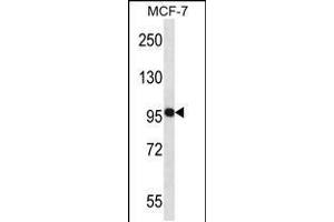 Western blot analysis in MCF-7 cell line lysates (35ug/lane). (NEDD9 antibody  (AA 335-363))
