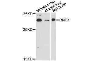 Western blot analysis of extracts of various cell lines, using RND1 antibody (ABIN6290884) at 1:3000 dilution. (RND1 antibody)