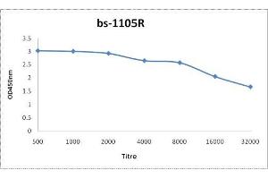 Antigen: 0. (Caspase 12 antibody  (AA 201-300))