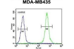 Flow cytometric analysis of MDA-MB435 cells using Haptoglobin Antibody (Center) Cat. (Haptoglobin antibody  (Middle Region))