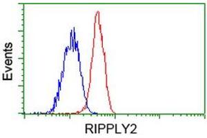 HEK293T cells transfected with either RC220725 overexpress plasmid (Red) or empty vector control plasmid (Blue) were immunostained by anti-RIPPLY2 antibody (ABIN2453597), and then analyzed by flow cytometry. (RIPPLY2 antibody)