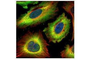 ICC/IF Image Confocal immunofluorescence analysis (Olympus FV10i) of paraformaldehyde-fixed HeLa, using STIP1, antibody (Green) at 1:500 dilution. (STIP1 antibody)