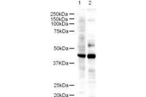 Western blot using  Affinity Purified anti-LDB2 antibody shows detection of a 43-kDa band corresponding to LDB2 in a lysates prepared from human kidney (lane 1) and mouse spleen (lane 2) tissues.