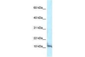 Image no. 1 for anti-Pterin-4 alpha-Carbinolamine Dehydratase/dimerization Cofactor of Hepatocyte Nuclear Factor 1 alpha (PCBD1) (C-Term) antibody (ABIN6747419)
