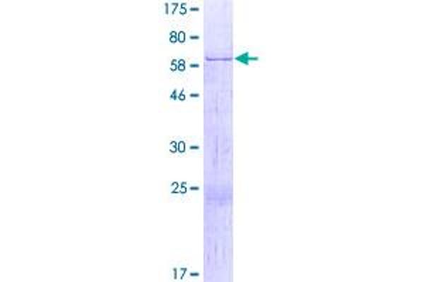 RAB3IL1 Protein (AA 1-382) (GST tag)