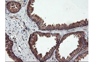 Image no. 1 for anti-Ubiquitin Specific Peptidase 9, X-Linked (USP9X) (AA 2246-2570) antibody (ABIN1491228) (USP9X antibody  (AA 2246-2570))