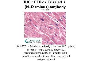 Image no. 1 for anti-Frizzled Family Receptor 7 (FZD7) (Extracellular Domain), (N-Term) antibody (ABIN1734509) (FZD7 antibody  (Extracellular Domain, N-Term))