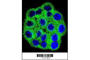 Confocal immunofluorescent analysis of CDKN2B Antibody with Hela cell followed by Alexa Fluor 488-conjugated goat anti-rabbit lgG (green). (CDKN2B antibody  (C-Term))