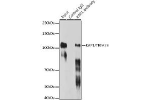Immunoprecipitation analysis of 300 μg extracts of HeLa cells using 3 μg K/TRIM28 antibody (ABIN7270986). (KAP1 antibody)