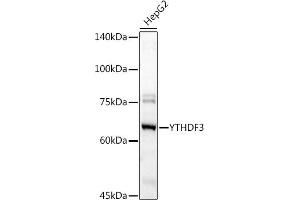 Western blot analysis of extracts of HepG2 cells, using YTHDF3 antibody (ABIN6130934, ABIN6150345, ABIN6150346 and ABIN6224441) at 1:1000 dilution. (YTHDF3 antibody  (AA 1-275))