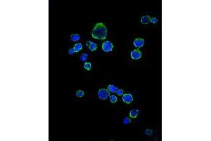 Immunofluorescence analysis of Raji cells using CD1A monoclonal antibody, clone 7A7  (green). (CD1a antibody)