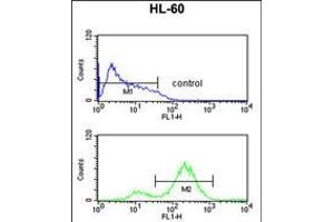 Flow cytometric analysis of HL-60 cells (bottom histogram) compared to a negative control cell (top histogram). (EIF4E antibody)