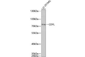Western blot analysis of extracts of U-251MG cells, using CDYL antibody (ABIN6131561, ABIN6138368, ABIN6138369 and ABIN6221862) at 1:1000 dilution. (CDYL antibody  (AA 245-544))