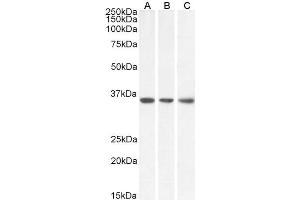 ABIN5539864 (0. (MDH2 antibody  (Internal Region))