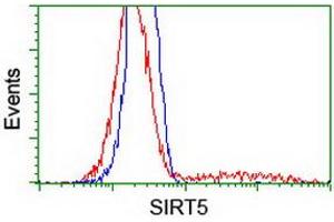 HEK293T cells transfected with either RC200189 overexpress plasmid (Red) or empty vector control plasmid (Blue) were immunostained by anti-SIRT5 antibody (ABIN2454823), and then analyzed by flow cytometry. (SIRT5 antibody)