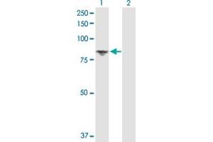 Western Blot analysis of DGKA expression in transfected 293T cell line by DGKA MaxPab polyclonal antibody. (DGKA antibody  (AA 1-735))