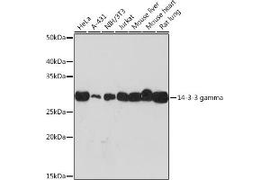 Western blot analysis of extracts of various cell lines, using 14-3-3 gamma Rabbit mAb (ABIN7265311) at 1:1000 dilution. (14-3-3 gamma antibody)
