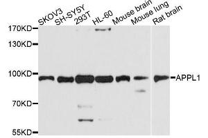 Western blot analysis of extracts of various cell lines, using APPL1 antibody. (APPL1 antibody  (AA 1-210))