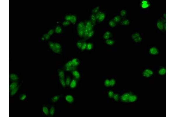 Histone H1.1 antibody