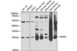 Western blot analysis of extracts of various cell lines, using MSRA antibody (ABIN6128249, ABIN6144086, ABIN6144088 and ABIN6222015) at 1:1000 dilution. (MSRA antibody  (AA 24-235))