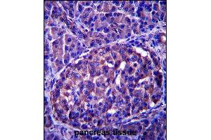 LRRN4 Antibody (C-term) (ABIN657586 and ABIN2846589) immunohistochemistry analysis in formalin fixed and paraffin embedded human pancreas tissue followed by peroxidase conjugation of the secondary antibody and DAB staining.