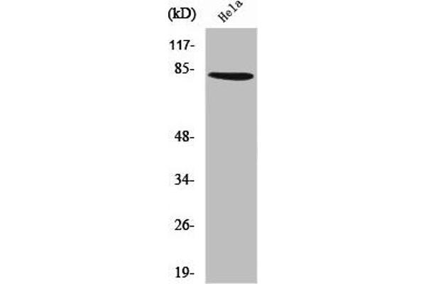 ZNF225 antibody  (C-Term)