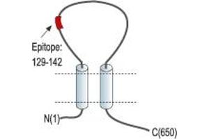 Representative domain view of the target of ABIN7885407.