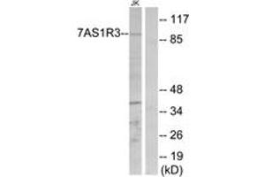 Western Blotting (WB) image for anti-Taste Receptor, Type 1, Member 3 (TAS1R3) (AA 326-375) antibody (ABIN2891099) (TAS1R3 antibody  (AA 326-375))