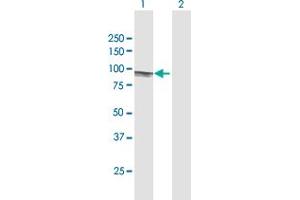 Western Blot analysis of EIF4B expression in transfected 293T cell line by EIF4B MaxPab polyclonal antibody. (EIF4B antibody  (AA 1-611))