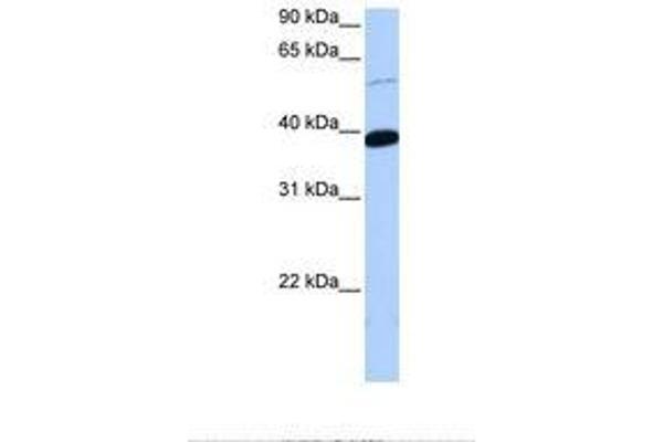 ZNF562 antibody  (AA 176-225)