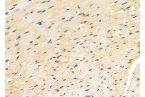 ABIN6264469 and ABIN6277231 at 1/100 staining Rat heart tissue by IHC-P. (PSMA2 antibody  (Internal Region))