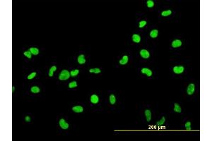 Immunofluorescence of monoclonal antibody to HMGB2 on HeLa cell. (HMGB2 antibody  (AA 1-195))