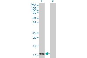 Western Blot analysis of DDT expression in transfected 293T cell line by DDT MaxPab polyclonal antibody. (DDT antibody  (AA 1-118))