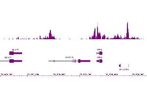 Histone H3K9ac antibody (mAb) (Clone 2G1F9) tested by ChIP-Seq. (Histone 3 antibody  (acLys9))