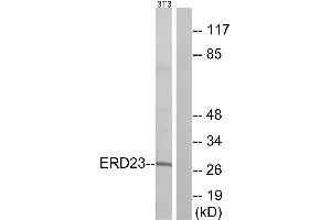 Western blot analysis of extracts from NIH/3T3 cells, using ERD23 antibody. (KDELR3 antibody  (Internal Region))