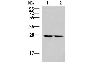 Western blot analysis of 293T cell lysates using MRPL16 Polyclonal Antibody at dilution of 1:800 (MRPL16 antibody)