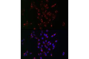 Immunofluorescence analysis of PC-12 cells using PIK3C3/VPS34 antibody (ABIN1682160, ABIN3018421, ABIN3018422 and ABIN5664583) at dilution of 1:100. (PIK3C3 antibody)