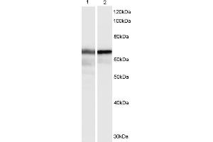 Western Blotting (WB) image for Hexamethylene Bis-Acetamide Inducible 1 (HEXIM1) peptide (ABIN369204)